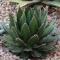 Aagave horrida v horrida Succulent Garden Plants 10 pcs Seeds
