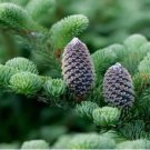 Abies Procera Silver Fir Pine Tree Garden Plants 5 pcs Seeds Abies Procera Silver Fir Pine Tree Garden Plants 5 pcs Seeds