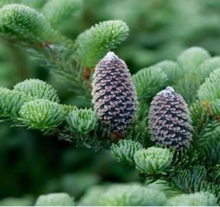 Abies Procera Silver Fir Pine Tree Garden Plants 5 pcs Seeds