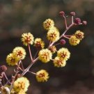 Acacia Inaequilatera Camel Bush Ornamental Plants 2 pcs Seedss
