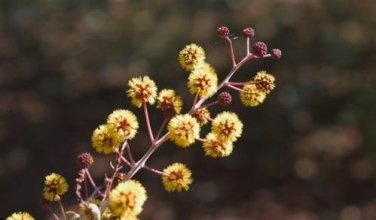 Acacia Inaequilatera Camel Bush Ornamental Plants 2 pcs Seedss