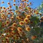 Acacia Inaequilatera Camel Bush Ornamental Plants 2 pcs Seedss