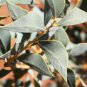 Acacia Inaequilatera Camel Bush Ornamental Plants 2 pcs Seedss