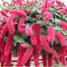 Acalypha Hispida Bonsai Chenille Plant Red-Hot Cattail Beautiful 100 pcs Seeds