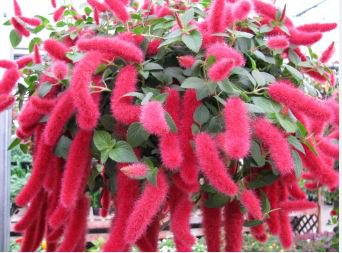 Acalypha Hispida Bonsai Chenille Plant Red-Hot Cattail Beautiful 100 pcs Seeds