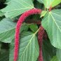 Acalypha Hispida Bonsai Chenille Plant Red-Hot Cattail Beautiful 100 pcs Seeds