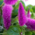 Acalypha Hispida Chenille Plant Red-Hot Cattail Beautiful 100 pcs Seeds