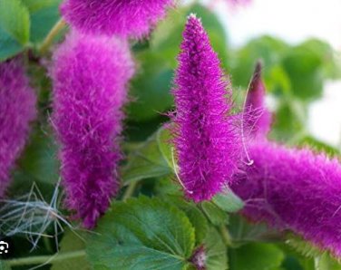 Acalypha Hispida Chenille Plant Red-Hot Cattail Beautiful 100 pcs Seeds