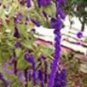 Acalypha Hispida Chenille Plant Red-Hot Cattail Beautiful 100 pcs Seeds