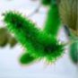 Acalypha Hispida Chenille Plant Red-Hot Cattail Beautiful 100 pcs Seeds