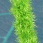 Acalypha Hispida Seeds Green Chenille Plants Bonsai Ornamental Flowers 100 pcs Seeds