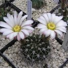 Acanthocalycium Klimpelianum Prickly Cactus with Pinkish Spines 20 pcs Seeds