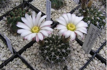 Acanthocalycium Klimpelianum Prickly Cactus with Pinkish Spines 20 pcs Seeds