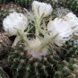 Acanthocalycium Klimpelianum Prickly Cactus with Pinkish Spines 20 pcs Seeds