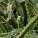 Acanthocereus Tetragonus Barbed Wire Cactus with White Flowers 10 pcs Seeds Acanthocereus Tetragonus Barbed Wire Cactus with White Flowers 10 pcs Seeds