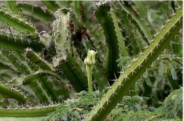 Acanthocereus Tetragonus Barbed Wire Cactus with White Flowers 10 pcs Seeds