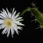 Acanthocereus Tetragonus Barbed Wire Cactus with White Flowers 10 pcs Seeds