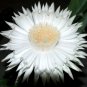 Acanthocereus Tetragonus Barbed Wire Cactus with White Flowers 10 pcs Seeds