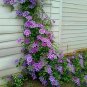 Acid Blue Clematis Seeds Perennial Climbing Flowers with White 100 pcs Seeds