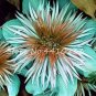 Acid Blue Clematis Seeds Perennial Climbing Flowers with White 100 pcs Seeds