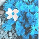 ACID Blue Oxalis Seeds Wood Sorrel Flowers 100 pcs Seeds