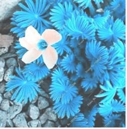 ACID Blue Oxalis Seeds Wood Sorrel Flowers 100 pcs Seeds