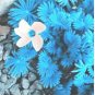 ACID Blue Oxalis Seeds Wood Sorrel Flowers 100 pcs Seeds