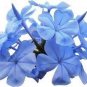 ACID Blue Oxalis Seeds Wood Sorrel Flowers 100 pcs Seeds