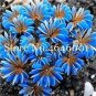 ACID Blue Oxalis Seeds Wood Sorrel Flowers 100 pcs Seeds