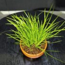 Acorus Gramineus Seeds Bonsai Study Office Green Planting Mini Potted 100 pcs Seeds