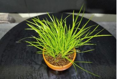 Acorus Gramineus Seeds Bonsai Study Office Green Planting Mini Potted 100 pcs Seeds