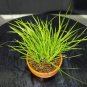 Acorus Gramineus Seeds Bonsai Study Office Green Planting Mini Potted 100 pcs Seeds