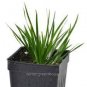 Acorus Gramineus Seeds Bonsai Study Office Green Planting Mini Potted 100 pcs Seeds