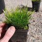 Acorus Gramineus Seeds Bonsai Study Office Green Planting Mini Potted 100 pcs Seeds