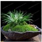 Acorus Gramineus Seeds Bonsai Study Office Green Planting Mini Potted 100 pcs Seeds