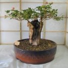 Adansonia African Baobab Bonsai Upside Down Tree 2 pcs Seeds