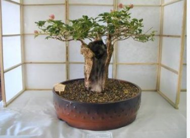 Adansonia African Baobab Bonsai Upside Down Tree 2 pcs Seeds