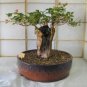 Adansonia African Baobab Bonsai Upside Down Tree 2 pcs Seeds