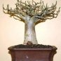 Adansonia African Baobab Bonsai Upside Down Tree 2 pcs Seeds