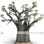 Adansonia African Baobab Bonsai Upside Down Tree 2 pcs Seeds