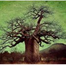 Adansonia Digitata Bonsai African Baobabs 2 pcs Seeds Adansonia Digitata Bonsai African Baobabs 2 pcs Seeds