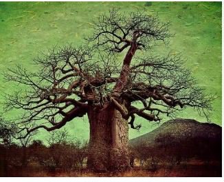 Adansonia Digitata Bonsai African Baobabs 2 pcs Seeds
