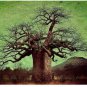 Adansonia Digitata Bonsai African Baobabs 2 pcs Seeds