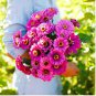Adaptable Violet Queen Flower 40 pcs Seeds
