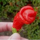 ADB Inc Penis Chill Red Hot Peter Pepper 200 pcs Seeds ADB Inc Penis Chill Red Hot Peter Pepper 200 pcs Seeds