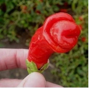ADB Inc Penis Chill Red Hot Peter Pepper 200 pcs Seeds