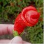 ADB Inc Penis Chill Red Hot Peter Pepper 200 pcs Seeds