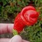 ADB Inc Penis Chill Red Hot Peter Pepper 200 pcs Seeds