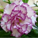 Adedium Seeds Desert Rose Blackish Purple Single Petal with White Color 2 pcs Seeds