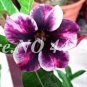 Adedium Seeds Desert Rose Blackish Purple Single Petal with White Color 2 pcs Seeds